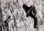 [Chris Sharma onsighting Raindogs (F8a) Malham, 4 kb]