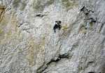 [George Ullrich about to commit to the run-out crux section of The Bells The Bells, Gogarth, 3 kb]