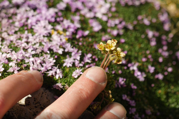 Saxifraga exarata taking advantage of the favourable conditions provided by a Silene acaulis cushion. © Finan Rodinson