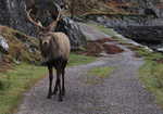 Stag on Road, 4 kb