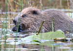 Knapdale Beaver, 4 kb
