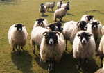 Sheep flock in Westerdale, 4 kb