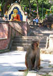 At the Monkey Temple, Kathmandu., 5 kb