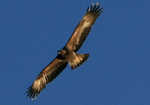 Golden Eagle (I think) in Glen Pean, 2 kb