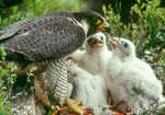 Peregrine Falcons. Many cliffs are restricted for part of the year due to nesting birds., 5 kb