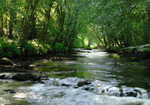 River running through Fingle Wood, 4 kb
