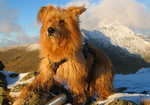 The Soul Of A Mountaineer - He Has That 1000 Yard Stare In His Eyes - Snowdon from Yr Aran in background, 4 kb