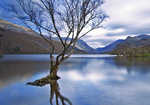 Lone Tree, Padarn Lake, 4 kb